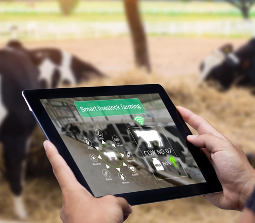 Custom Livestock Management Software For Agriculture
